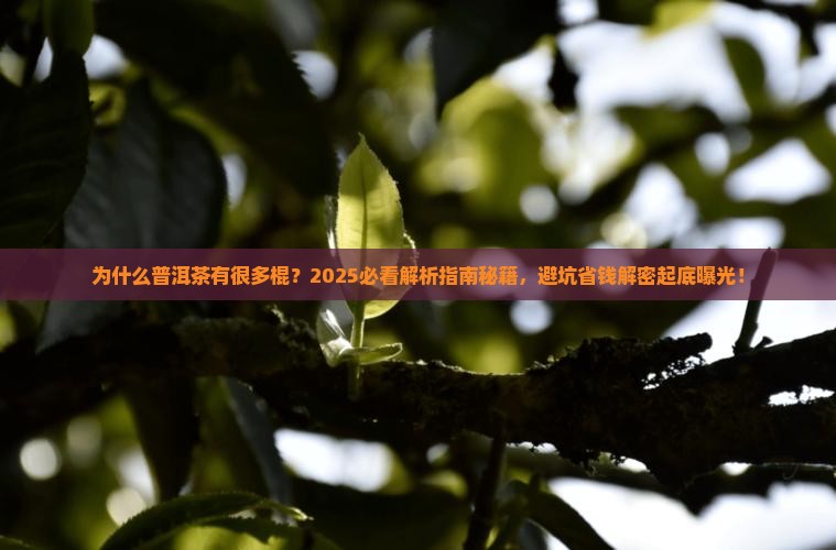 普洱茶有很多棍