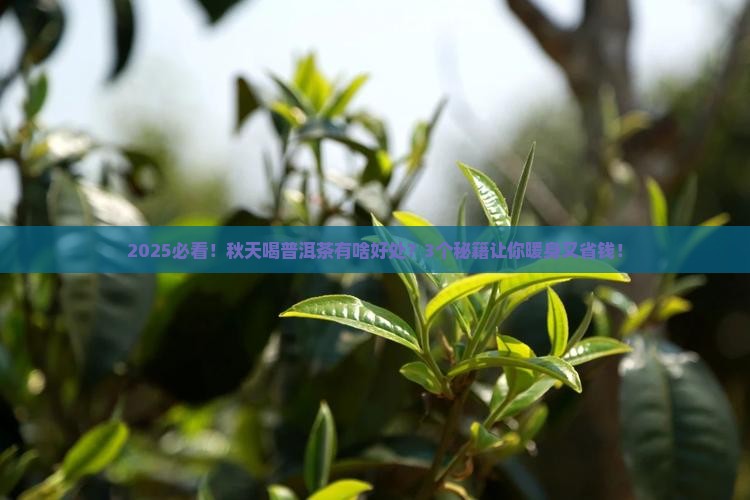 秋天喝普洱茶的好处