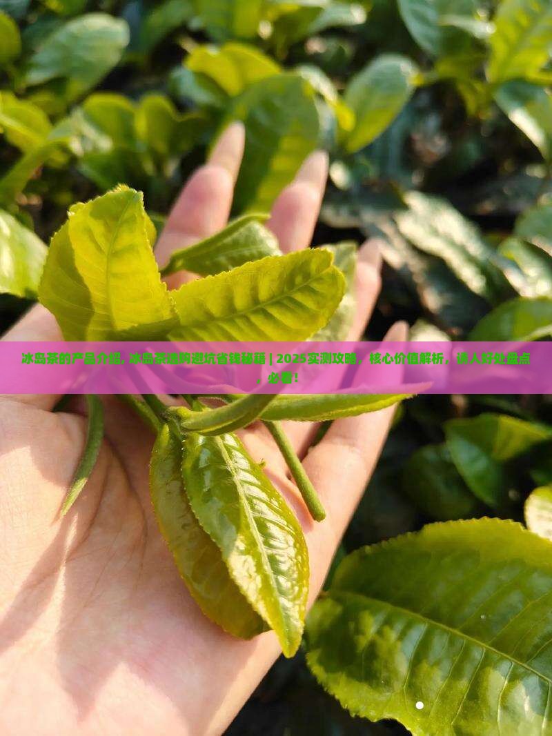 冰岛茶的产品介绍