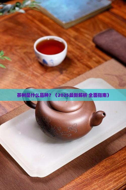 茶树是什么品种