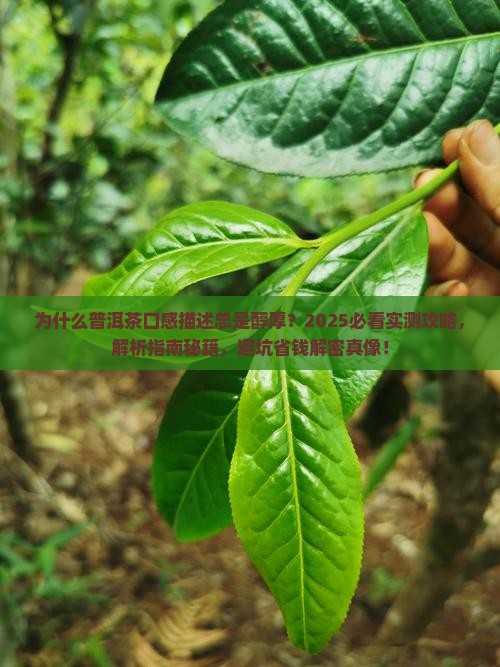 普洱茶口感描述醇厚