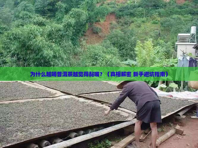 普洱茶为什么越喝越黏