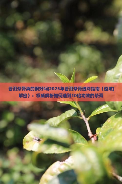 普洱茶膏真的很好吗