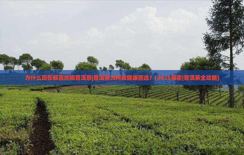 为什么现在都喜欢喝普洱茶
