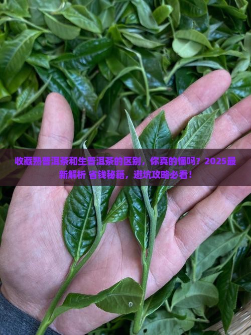 收藏熟普洱茶和生普洱茶的区别