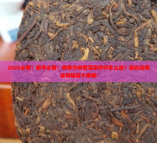 樟香古树普洱茶好坏
