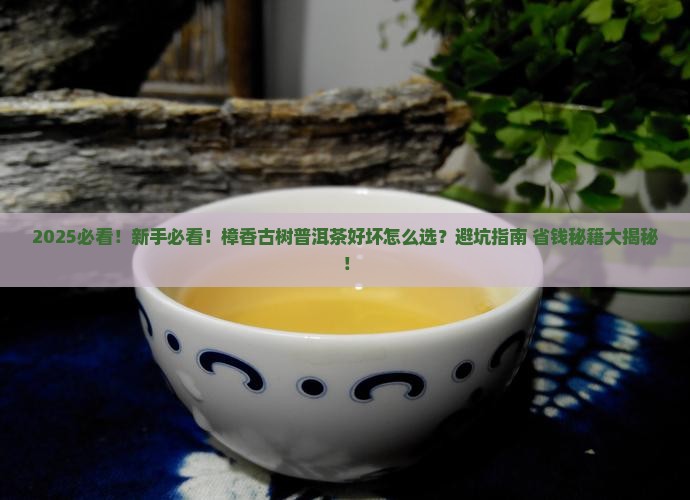 樟香古树普洱茶好坏