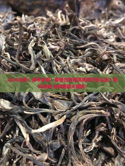 樟香古树普洱茶好坏