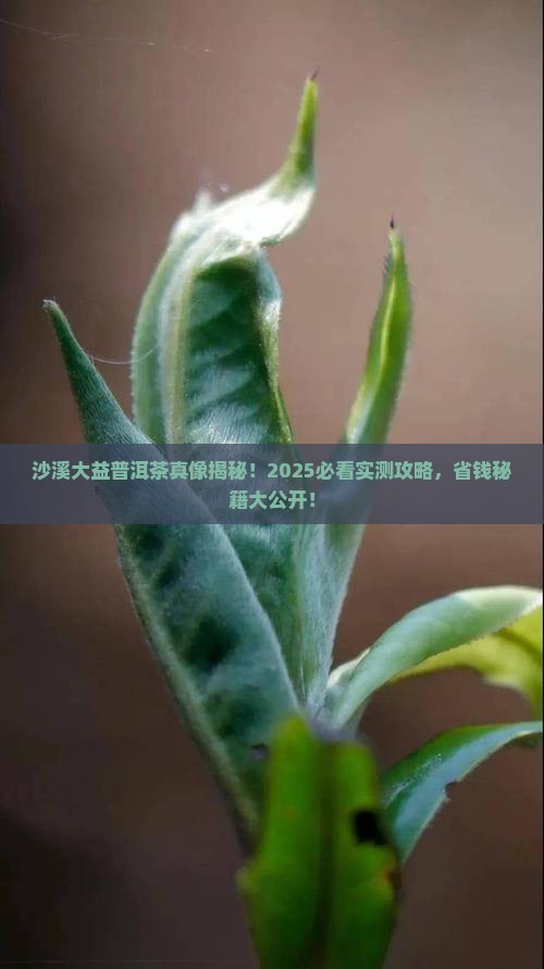 大益普洱茶沙溪 大益普洱茶沙溪