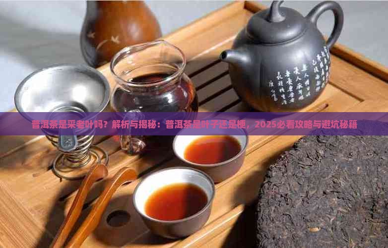 普洱茶是采老叶吗