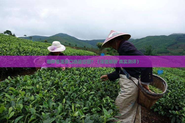 哪种普洱茶口感最甘甜甜的