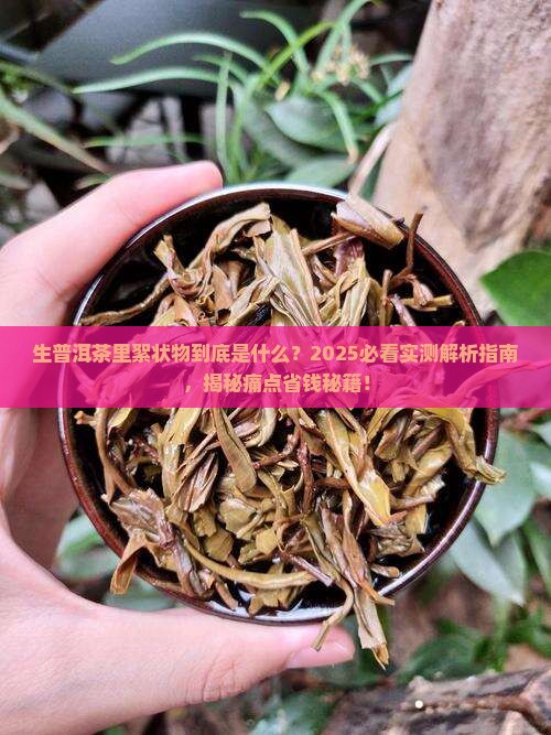 生普洱茶里絮状物