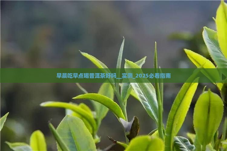 早晨吃早点喝普洱茶好吗