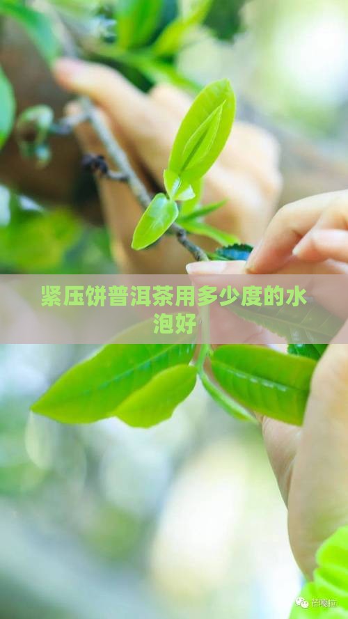 紧压饼普洱茶用多少度的水泡
