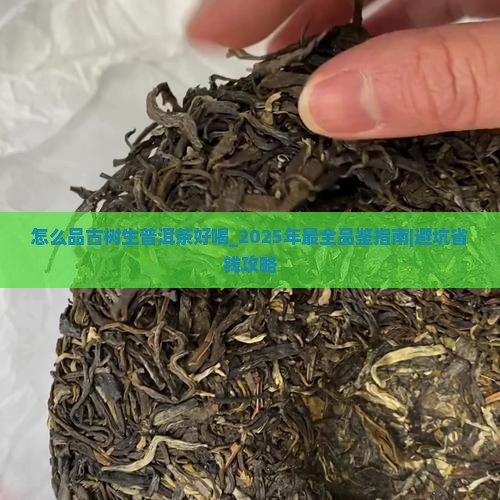 怎么品古树生普洱茶好喝
