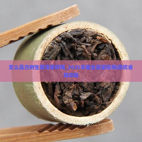 怎么品古树生普洱茶好喝
