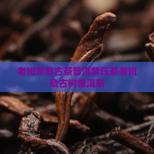 老班章春古茶普洱紧压茶