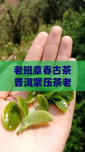 老班章春古茶普洱紧压茶