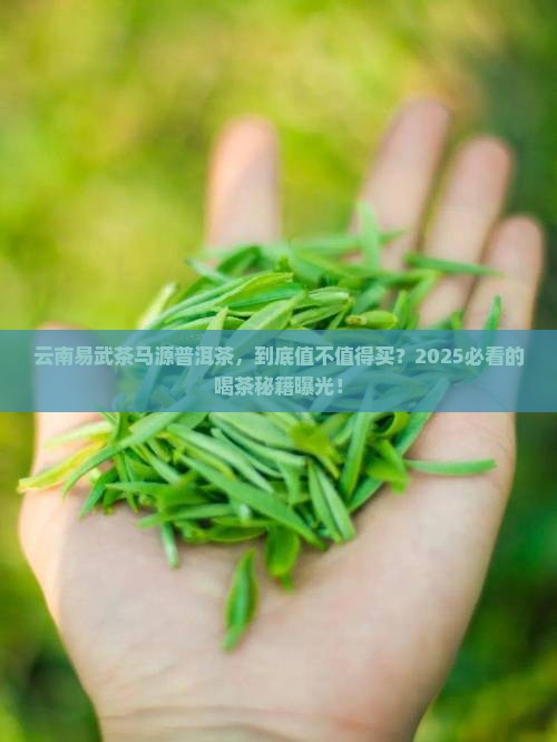 云南易武茶马源普洱茶