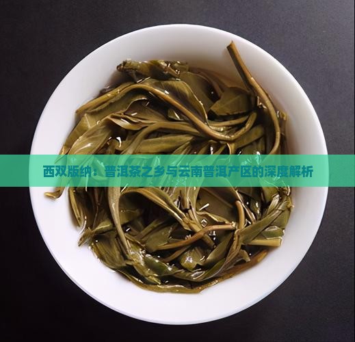 西双版纳是普洱茶之乡吗