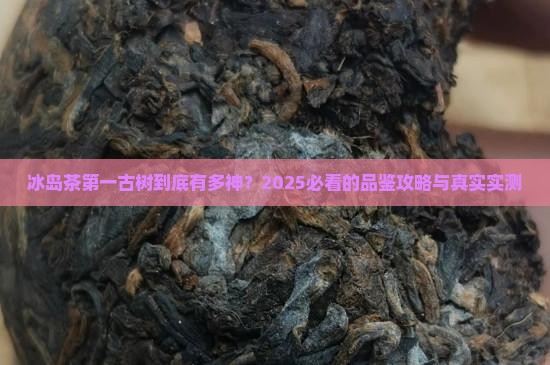 冰岛茶第一古树