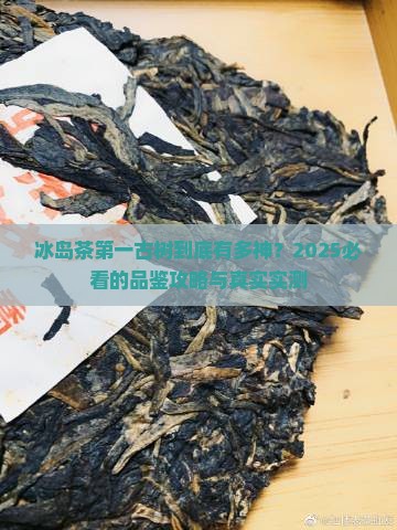 冰岛茶第一古树