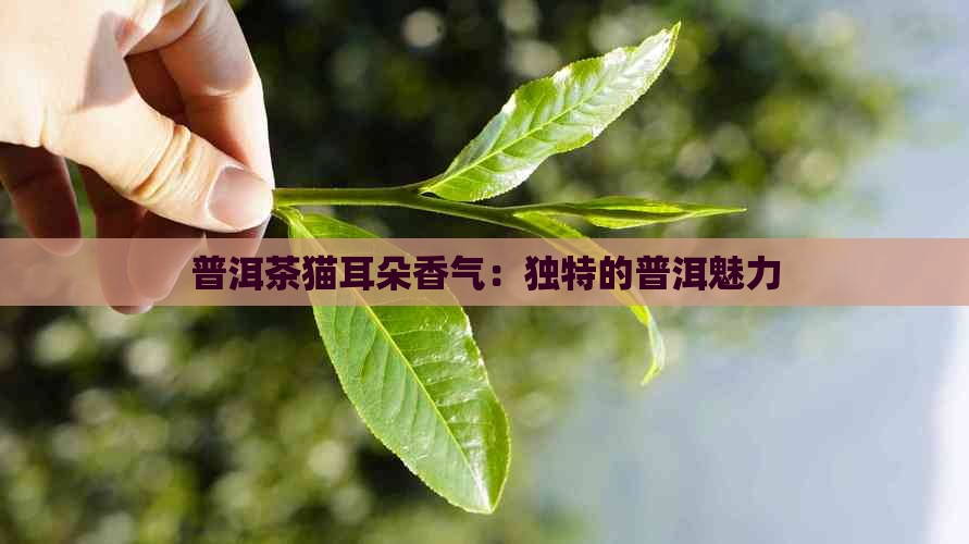 普洱茶猫耳朵香气