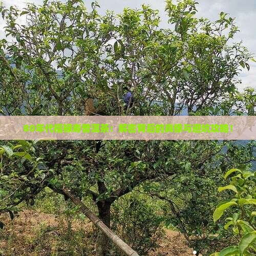 80年代福禄寿普洱茶