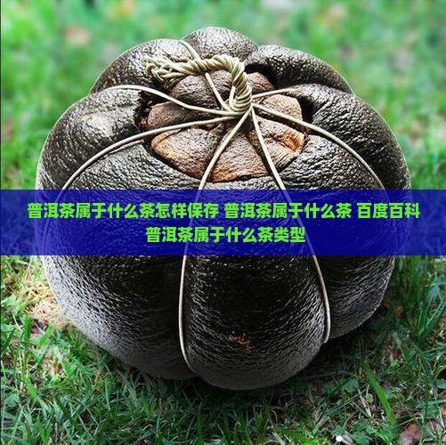 普洱茶属于什么茶怎样保存