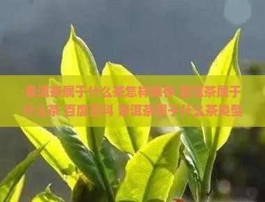 普洱茶属于什么茶怎样保存