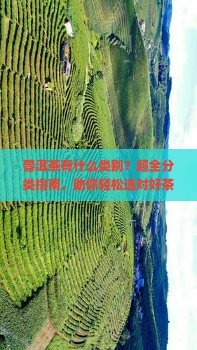 普洱茶有什么类别