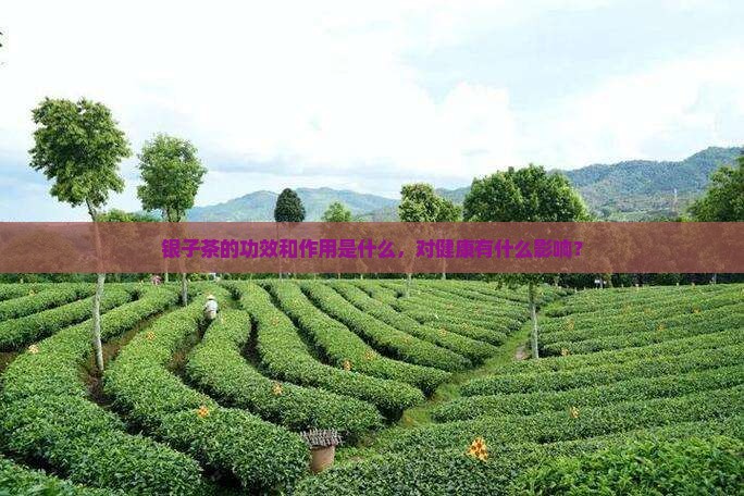 碎银子茶的喝法和功效与作用