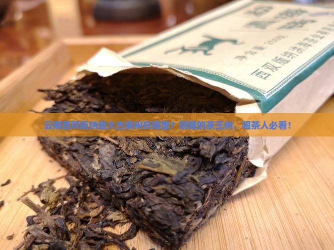 云南西双版纳最大古茶树在哪里