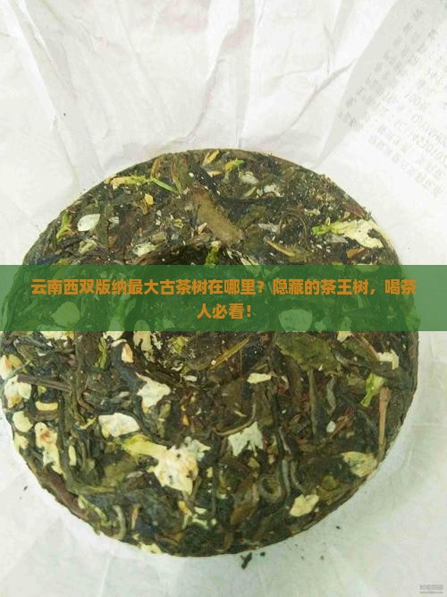 云南西双版纳最大古茶树在哪里