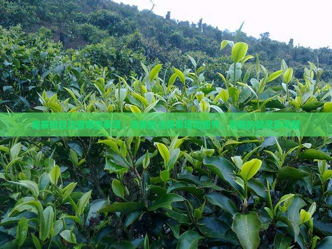 泡茶时应注意哪些事项