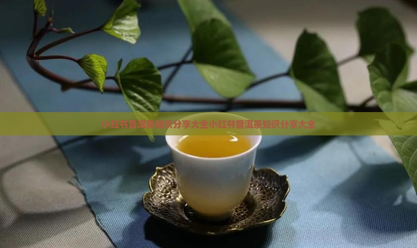 小红书普洱茶知识分享大全