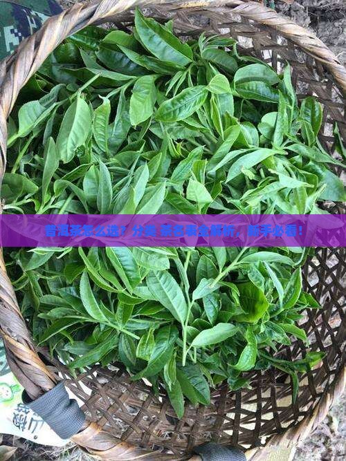 普洱茶分类及茶名表