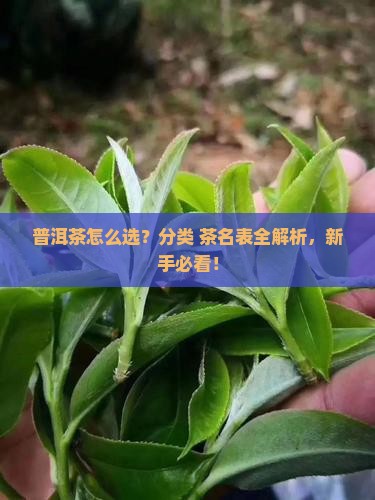 普洱茶分类及茶名表