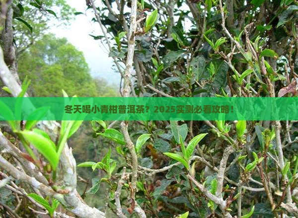 小青柑普洱茶冬天能喝吗