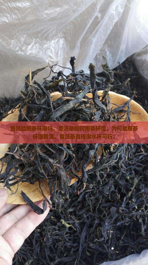 普洱能用茶杯泡吗