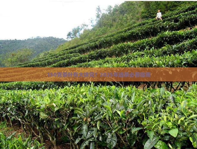 150克茶叶有大