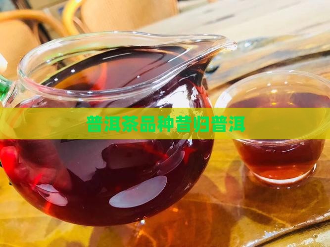 凤凰普洱茶昔归