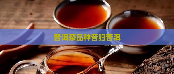 凤凰普洱茶昔归