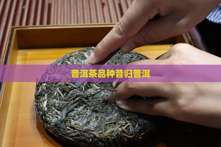 凤凰普洱茶昔归