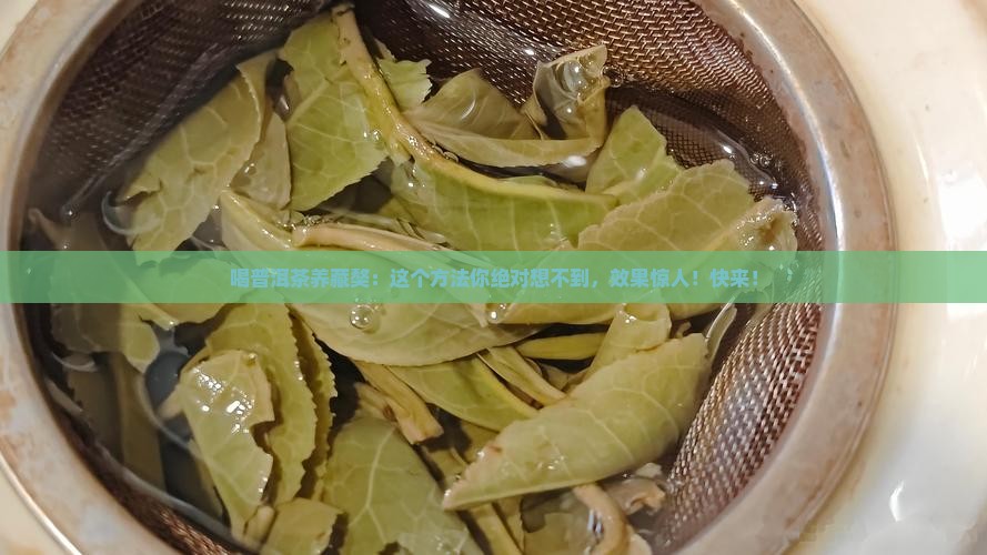 喝普洱茶养藏獒