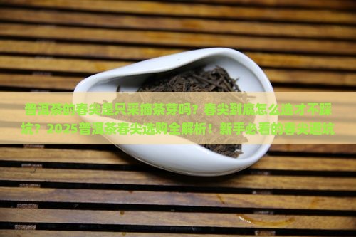 普洱茶的春尖是只采摘茶芽