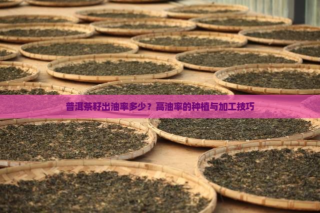 普洱茶籽出油率多少