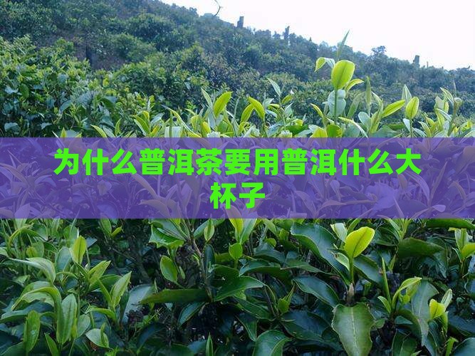 普洱茶为什么用大杯子