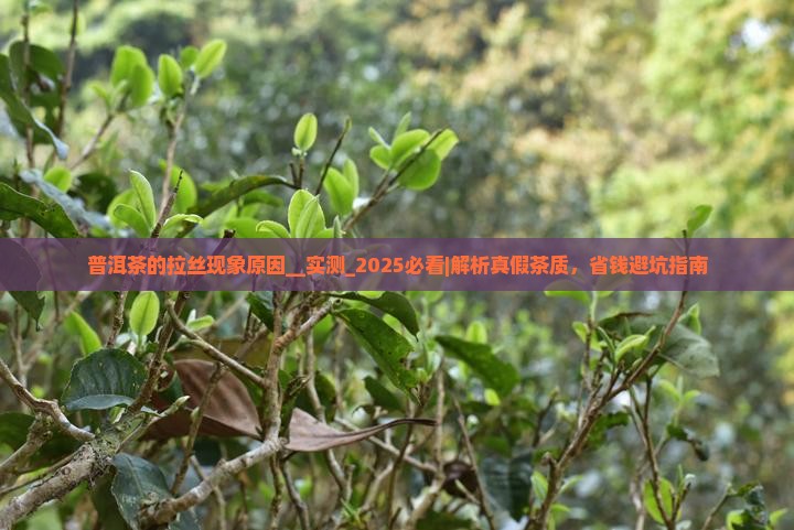 普洱茶的拉丝现象原因