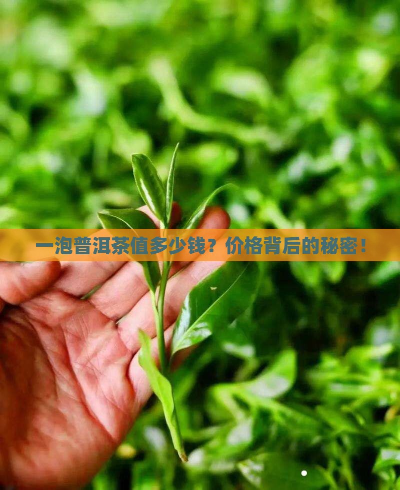 一泡普洱茶值多少钱